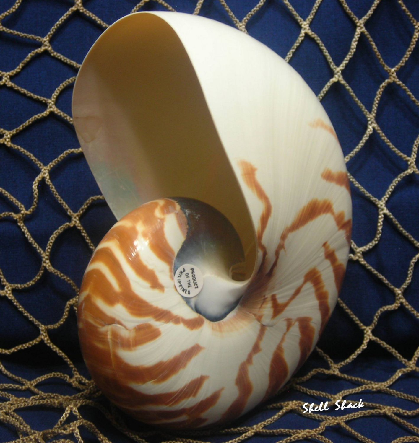 Whole Natural Chambered Nautilus 5" - Collector / Display / Beach Décor Seashell