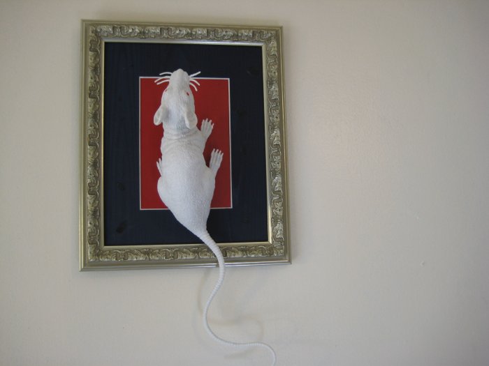white rat on red and blue with silver