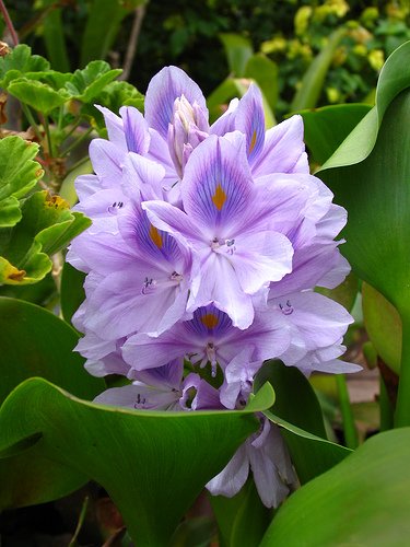 10 Water Hyacinths (pond plants)