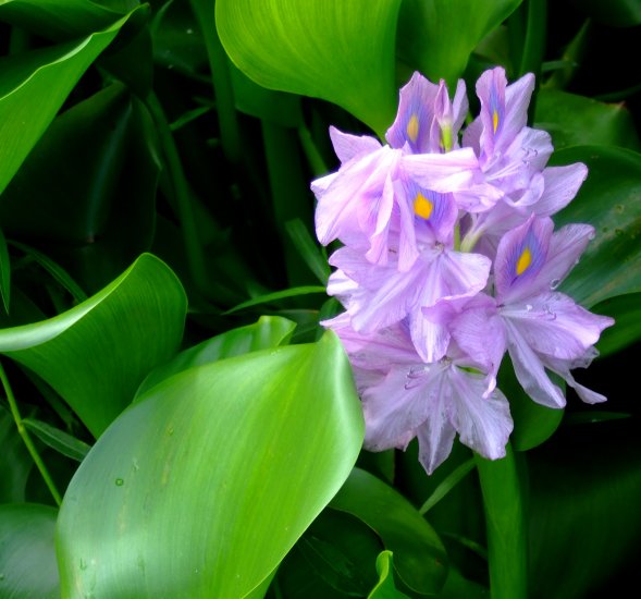 100 Water Hyacinths (Pond Plants)