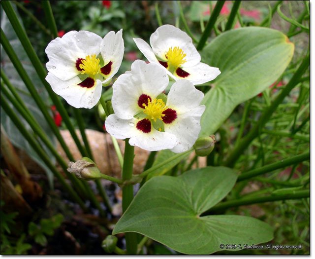 3 Arrowheads (Pond Plants)