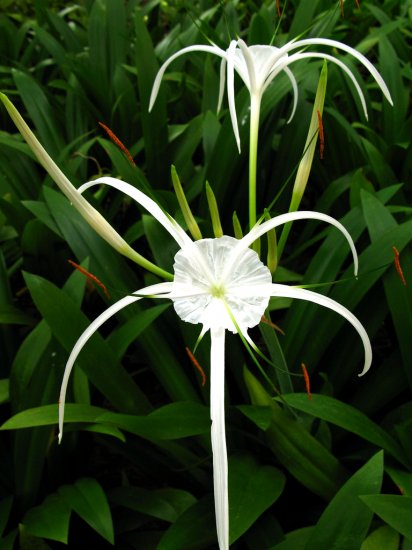 2 Spider Lilies (Pond Plants)