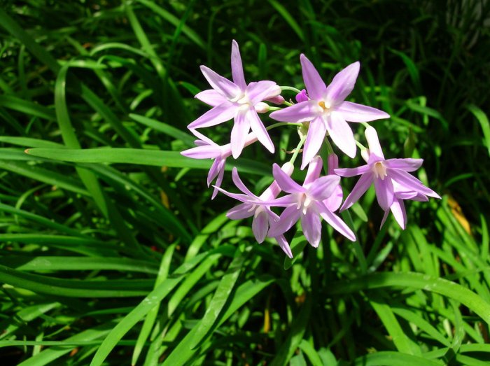3 Society Flowers (Pond Plants)