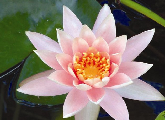 Colorado Water Lily (pond plants)