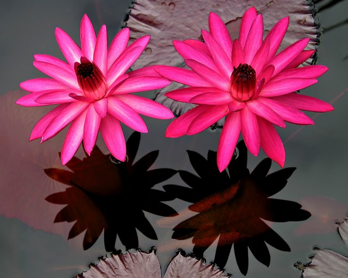 Antares Night Blooming Water Lily (Pond Plant)