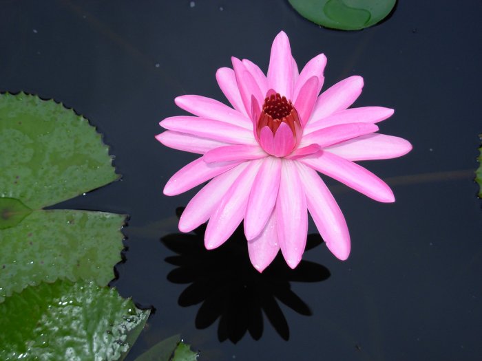 Mrs. George C. Hitchcock Water Lily, (pond plants)