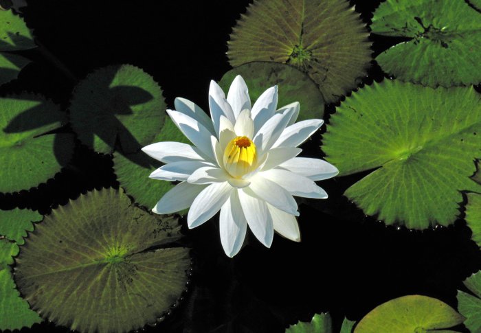 Trudy Slocum NightBlooming Water Lily (Pond Plants)