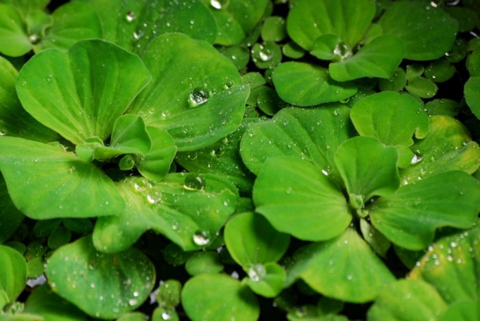 6 Water Lettuce (pond plants)