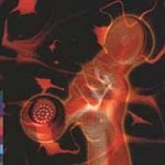 Peter Gabriel (CD)(2 CD Set) Secret World LIVE