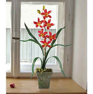 Cymbidium Orchid with Vase (Set of 3) in Assorted Colors