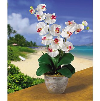 Double Stem Phalaenopsis Silk Flower Arrangement