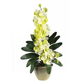 Double Stem Vanda