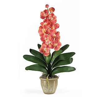 Single Stem Vanda