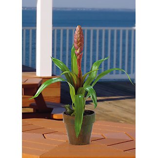 Potted Single Sword Bromeliad