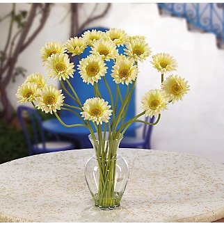 Gerber Daisy Liquid Illusion (Cream)