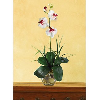 Mini Phalaenopsis Liquid Illusion Silk Orchid Arrangement (White)