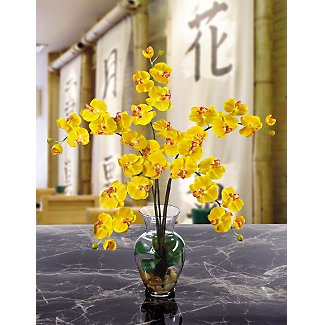 Phalaenopsis Liquid Illusion
