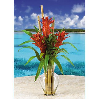 Triple Bromeliad Liquid Illusion