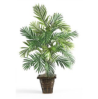 Areca Palm w/Wicker Basket