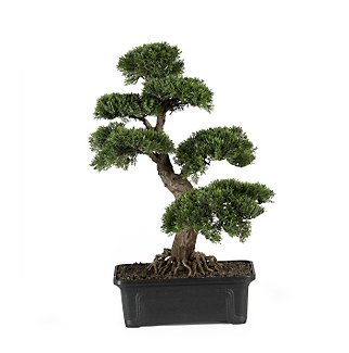 Cedar Bonsai Tree 24 in