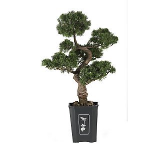Cedar Bonsai Tree 36 in