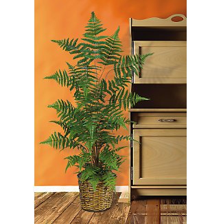 Forest Fern Silk Plant