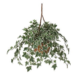 Holland Ivy Hanging Basket Silk Plant