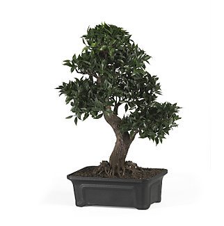 Japanese Ficus Bonsai Tree 24 in