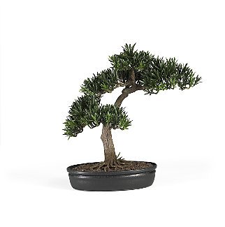 Podocarpus Bonsai Tree 16 in