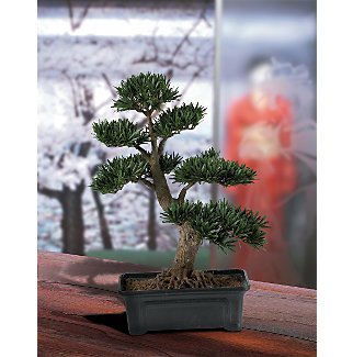 Podocarpus Bonsai Tree 24 in