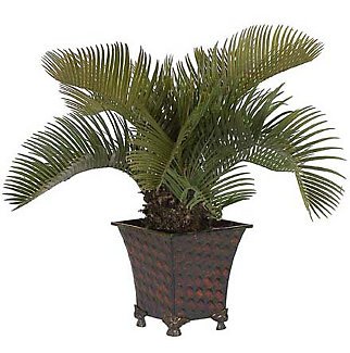 Potted Cycas Palm Silk Plant