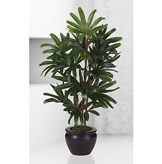 Raphis Silk Palm Tree w/Black Vase 27 in