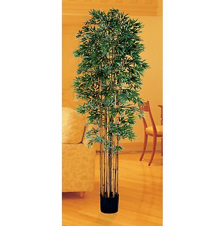 Bamboo Japanica Silk Tree 6 ft