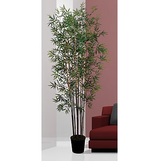 Mini Bamboo Tree 6 ft