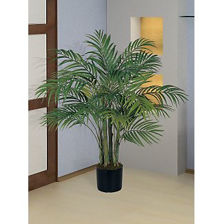Areca Silk Palm Tree 3 ft