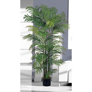 Areca Silk Palm Tree 6 ft