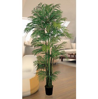 Areca Silk Palm Tree 7 ft