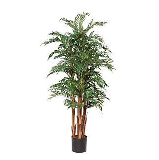 Parlor Palm Silk Tree 5 ft
