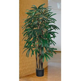 Raphis Palm Silk Tree 5 ft