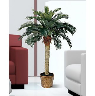 Sago Silk Palm Tree 4 ft