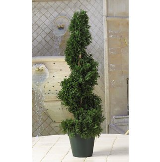 Cedar Sprial Tree 2 ft