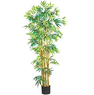 5' Multi Bambusa Bamboo Silk Tree