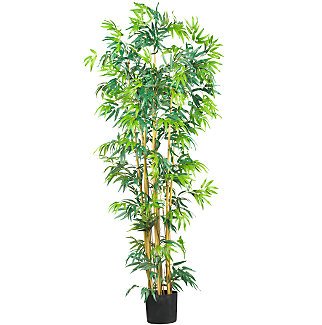 6' Multi Bambusa Bamboo Silk Tree