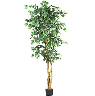 6' Ficus Silk Tree