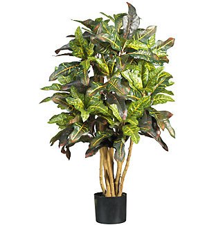3' Croton Silk Tree