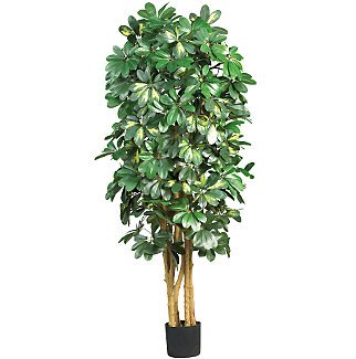 5' Schefflera Silk Tree