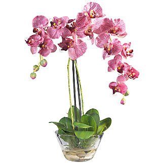 Phalaenopsis w/Glass Vase