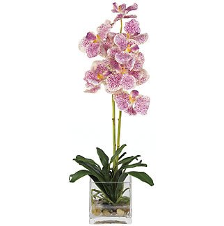 Vanda w/Glass Vase