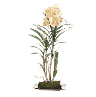 Vanda w/Black Rectangle Dish