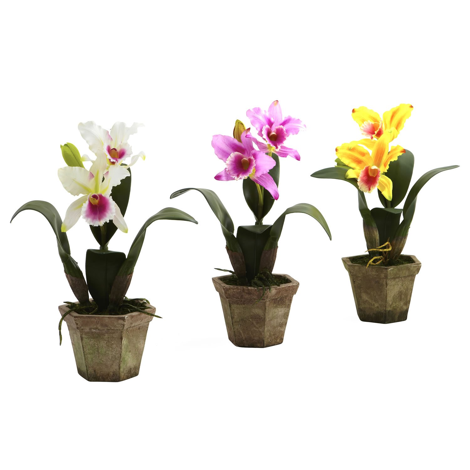 Cattelya Orchid with Vase (Set of 3)